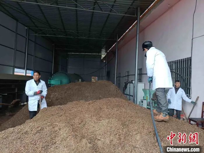 大方县羊场镇新田村村民在制作菌棒原材料 石小杰 摄